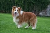 BORDER COLLIE 1467